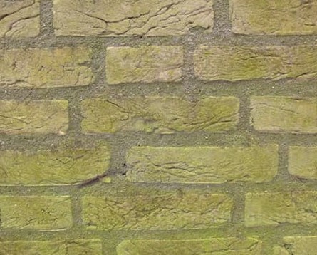 Groene aanslag op je gevel